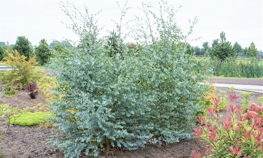 Image 7: Eucalyptus Azura Plants