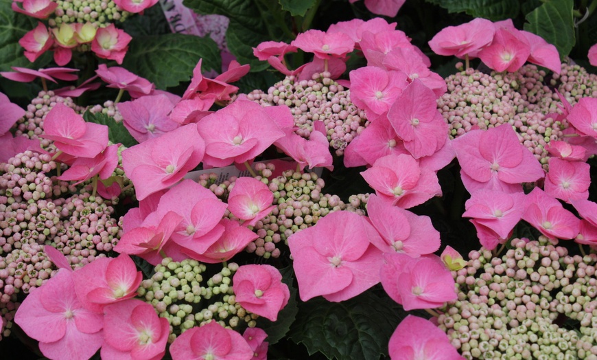 Image 3: Conjunto de 3 o 6 plantas de Hortensia Teller