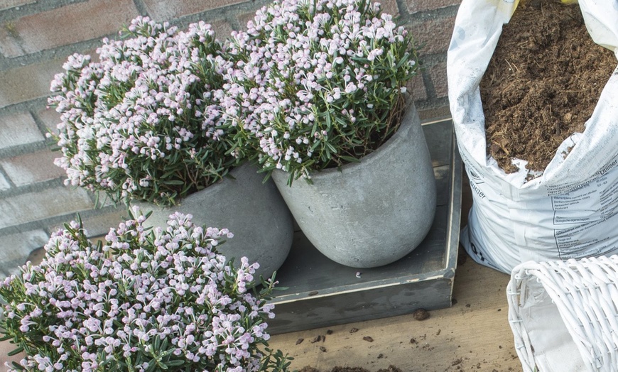 Image 2: XL ‘Blue Ice’ Bog Rosemary Shrub