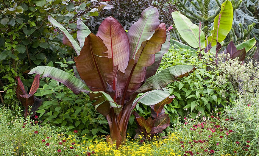 Image 4: Japanse Hardy Banana or Abyssinian Banana Plant in 12cm Pot
