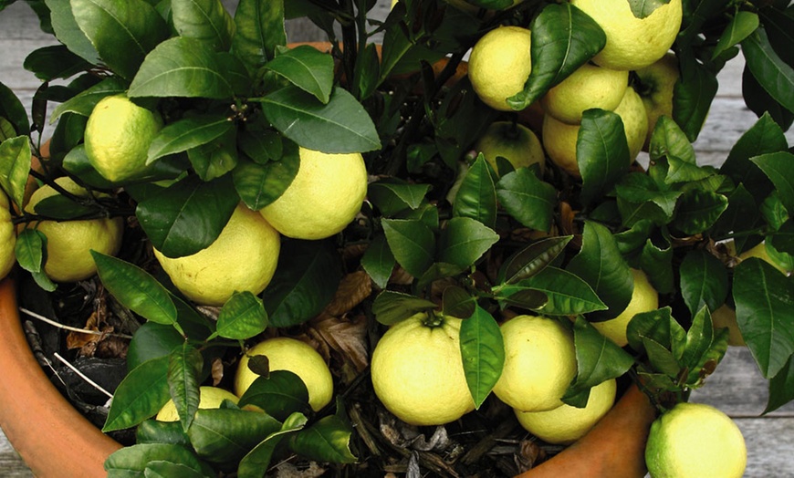 Image 6: Citrus Collection - Lemon, Lime and Orange Plants Potted Plants