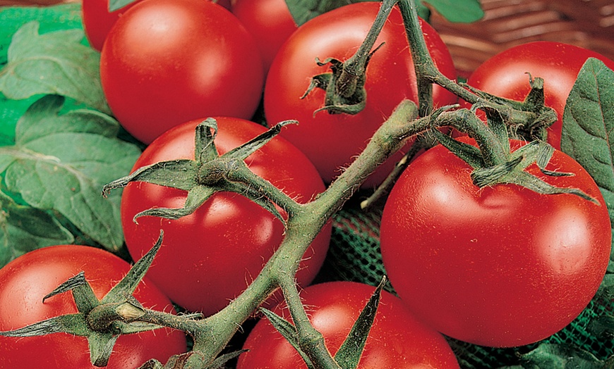 Image 2: Tomato Plants - Mixed Varieties - 3 or 6 Plants