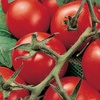 Image 2: Tomato Plants - Mixed Varieties - 3 or 6 Plants