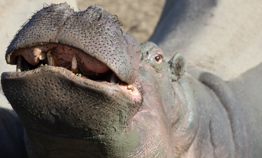 Wildlife Safari Encounters - Wildlife Safari: Hippo, Lion, Gator ...