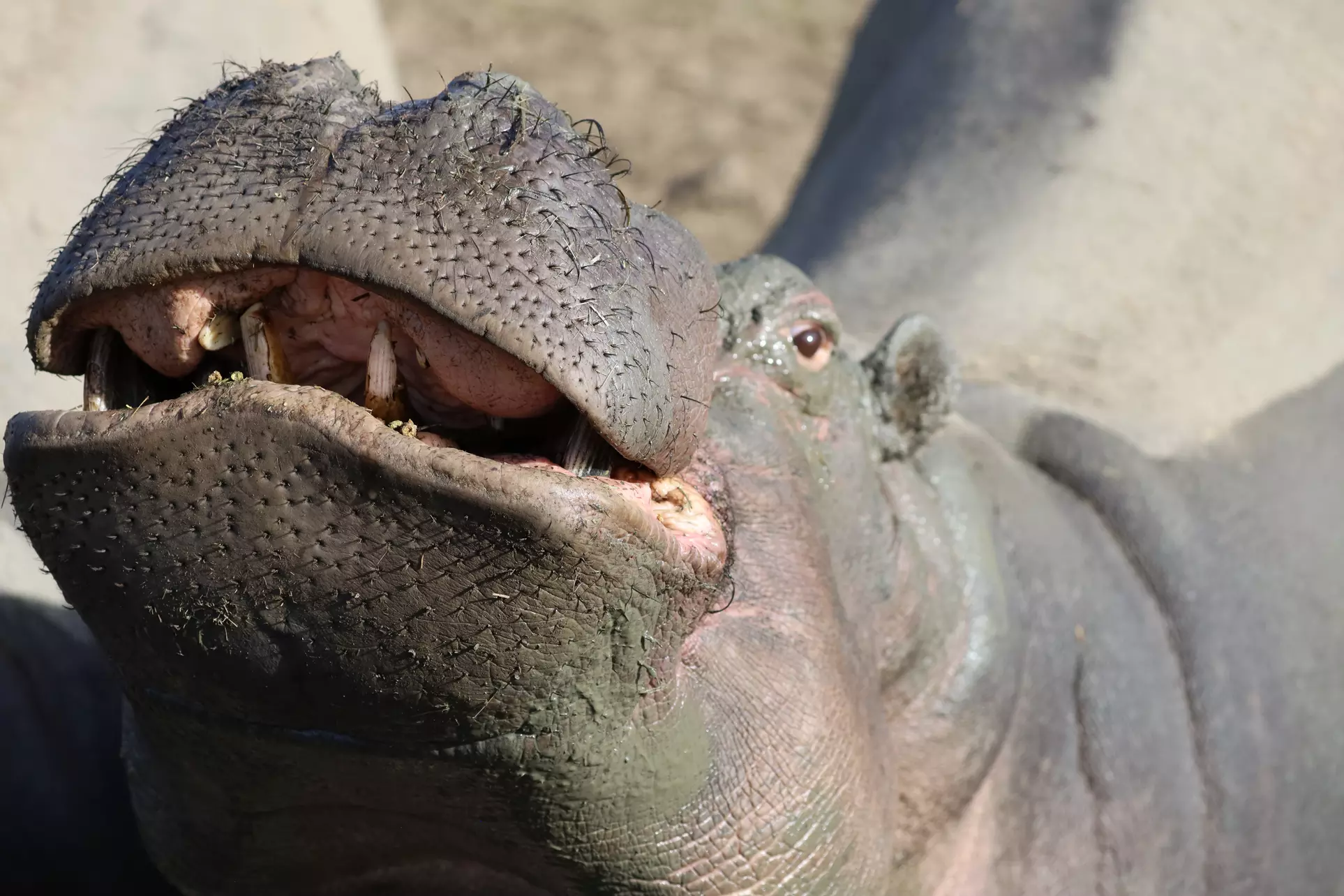 Animal Encounters at Wildlife Safari 