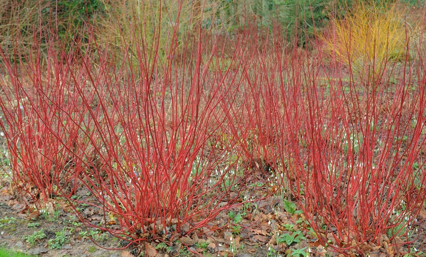 Image 2: Cornus Sanguinea Winter Flame