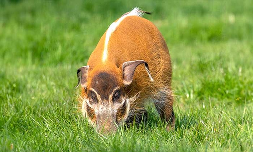 Image 8: Africa Alive Entry Tickets