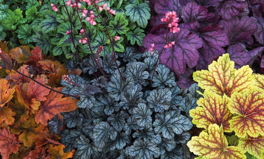 Image 2: Five Heuchera Mosaic Plants