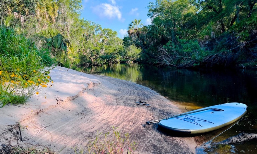 Explore the Manatee River on a 2-Hour Paddleboard Tour