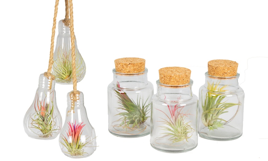 Image 1: 3 Air Plants in Glass Container