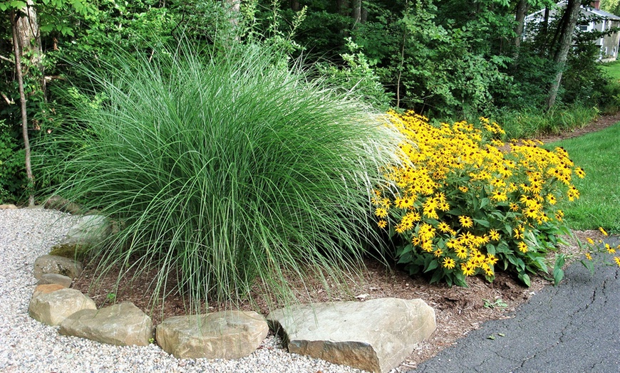 Image 5: Plante "Miscanthus Gracilimus"