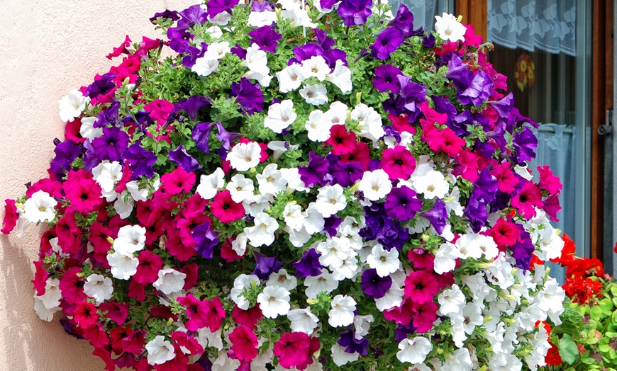 Image 1: Up to 30 Petunia Trailing Plants