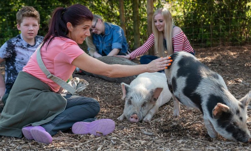 Image 10: Pet and Play with Miniature Pigs