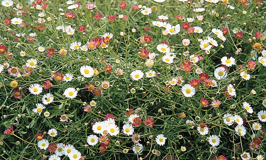 Image 3: 15 Garden-Ready Erigeron Stallone Plants