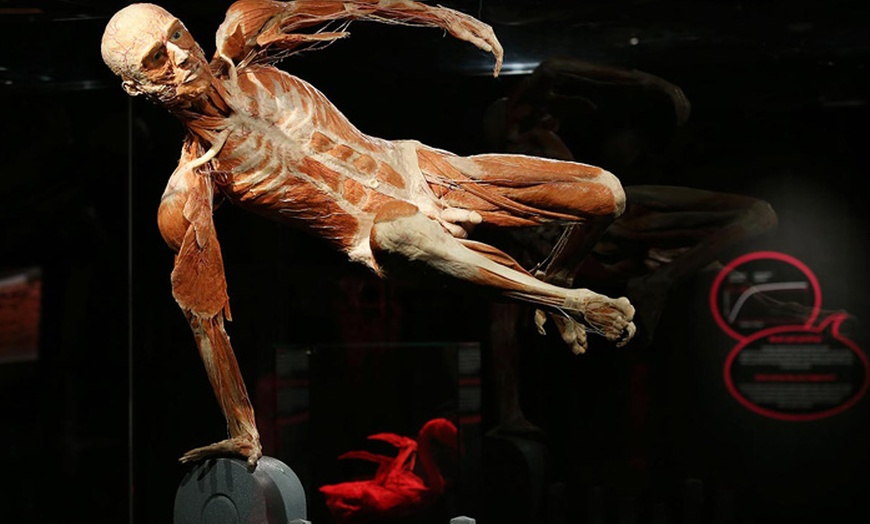 Image 6: Tickets BODY WORLDS Amsterdam