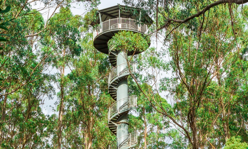 Image 2: Otway Fly Treetop Walk