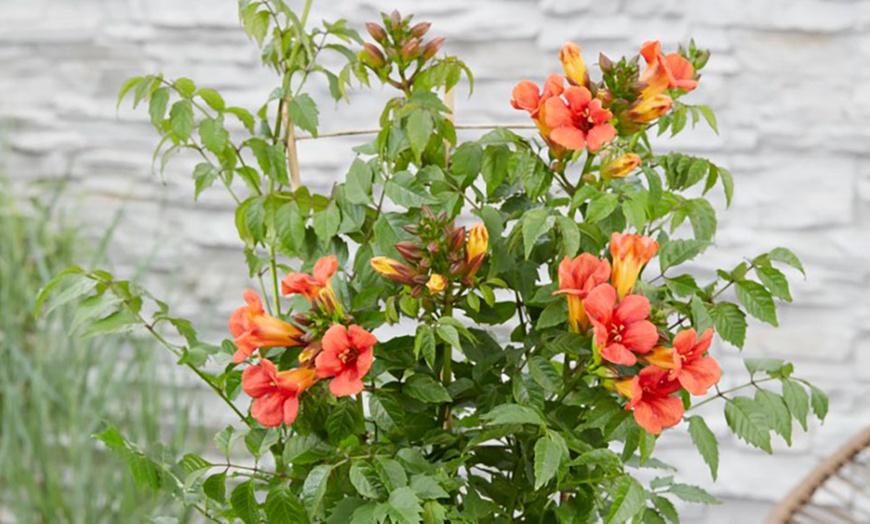 Image 3: One or Two Campsis Trumpet Fire Plants