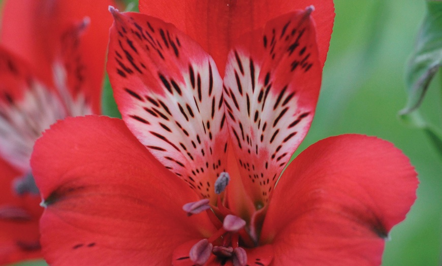 Image 6: One, Three or Six Plants of Lucky Dip Alstroemeria Peruvian Lily Mix