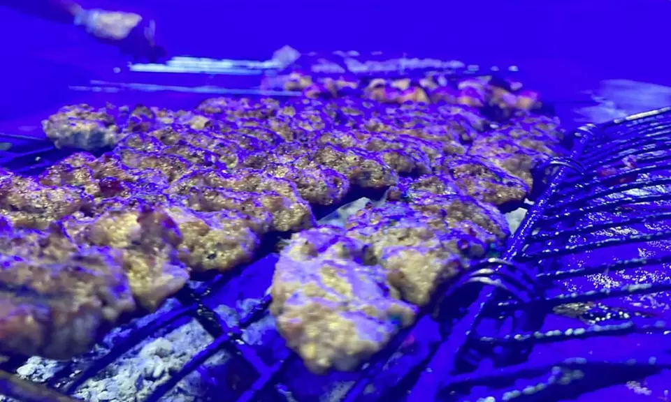 Desert Discovery: Self-Drive Safari & Quad Bike Thrill