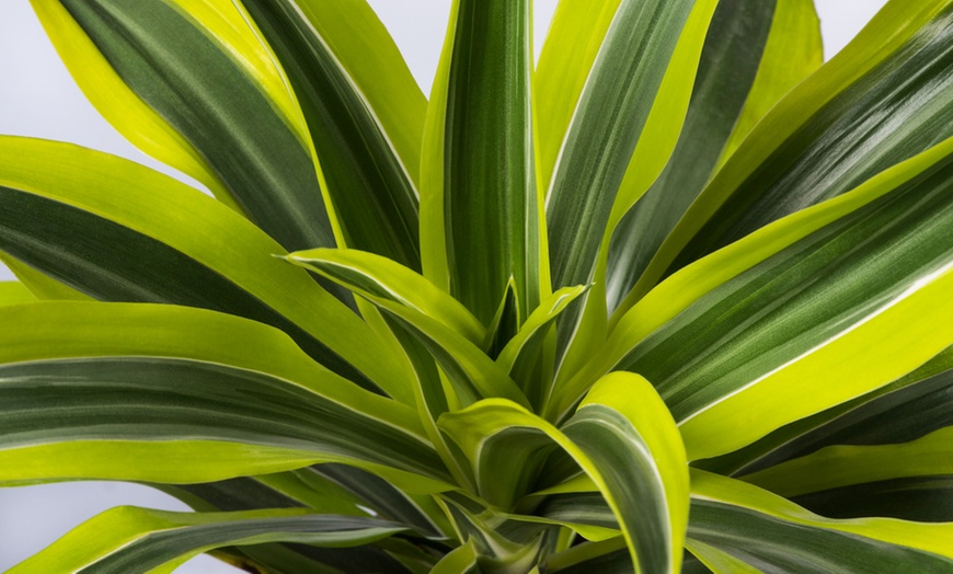 Image 2: Dracaena "Lemon Lime" de 130 à 140 cm