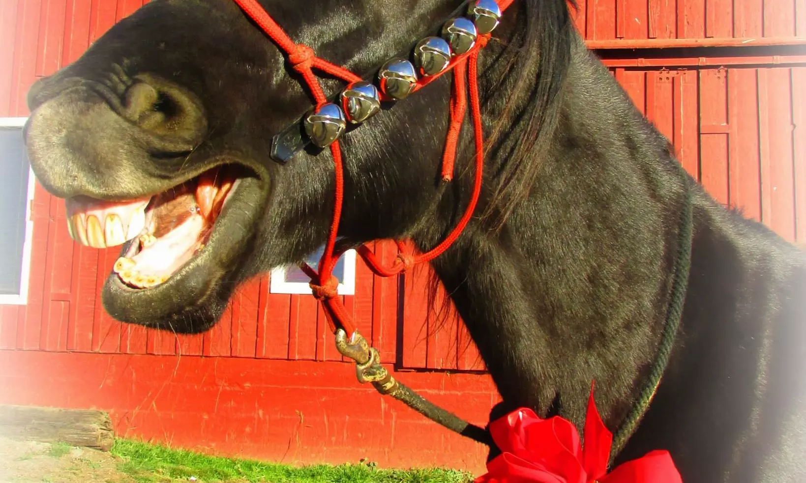 40% Off Horse Back Riding - Recreational - Primary Image