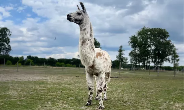 Erlebe magische Momente mit Lamas und Alpakas in der Natur