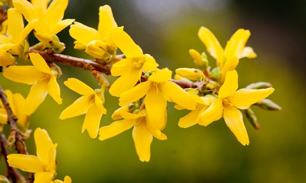 Forsythia Goldrush in 9cm Pot | Groupon