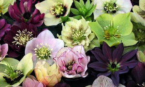 Hellebore Winter Flowering Collection – 1, 3 or 5 Potted Plants