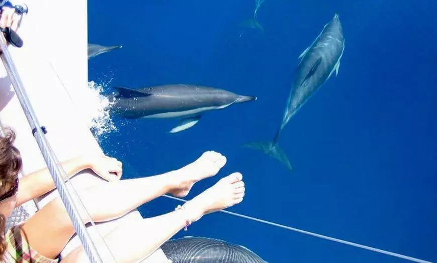 Image 2: Paseo en barco con avistamiento de delfines y bebida para niño/adulto