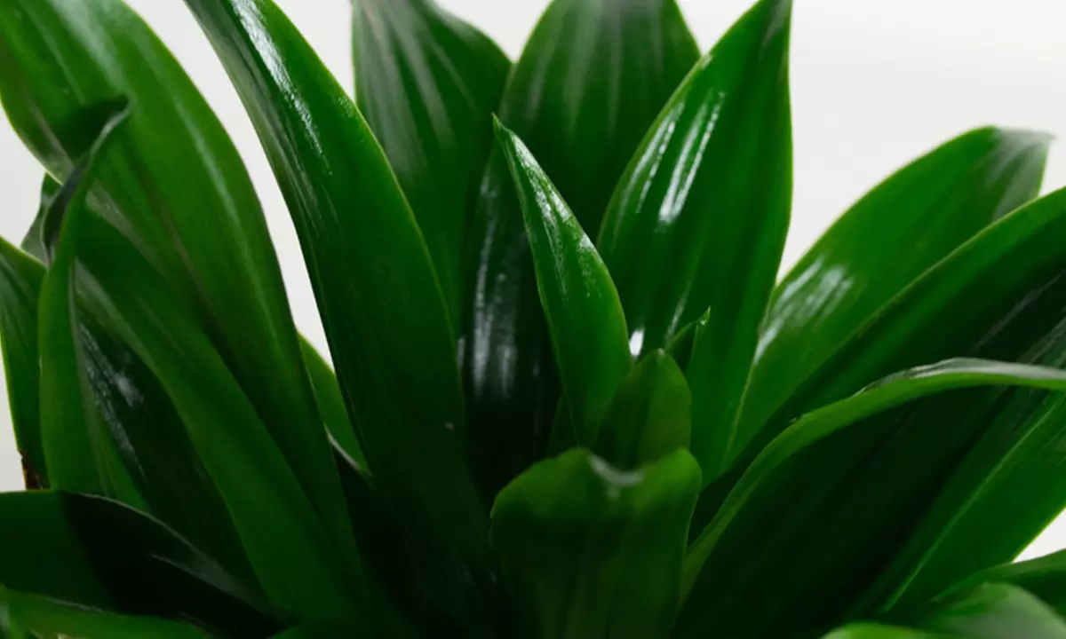 Set van 5 luchtzuiverende kamerplanten