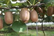 3 ou 6 plants XXL de kiwi Actinidia deliciosa "Jenny’", hauteur de 30-40 cm - Image 3