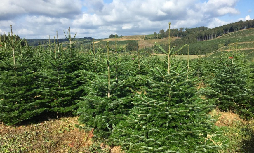 weihnachtsbaumguru in Wenden Groupon