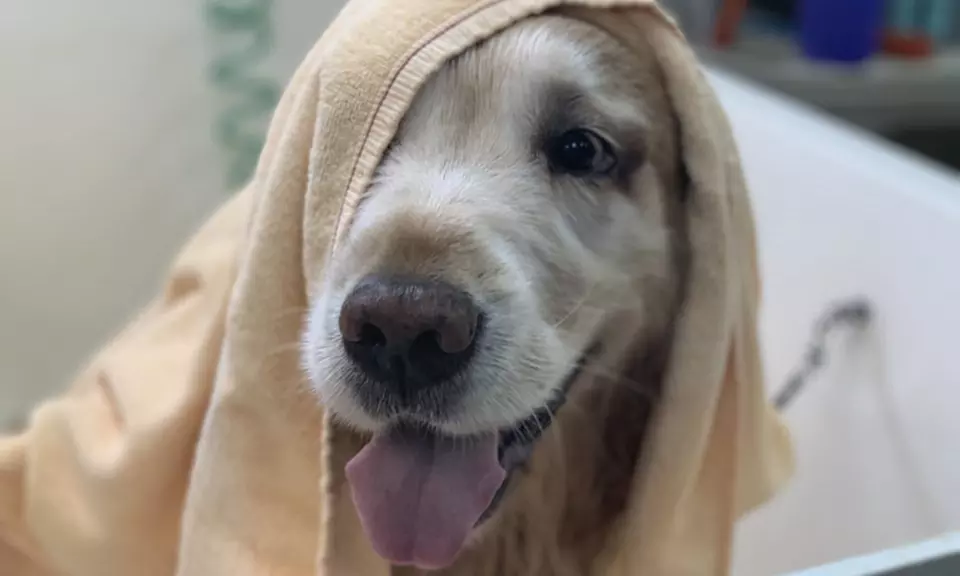 Discover Best Friends Pet Care: Dog Bath with Shampoo & More, Up to 50% Off for New Customers - Primary Image