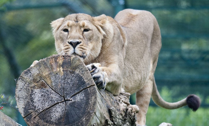 Image 2: Zoo Entry: Child £7.95, Adult £11.45 at Dudley Zoo and Castle