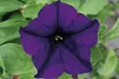 Up to 100 Petunia Surfina Mixed Plants - Image 2