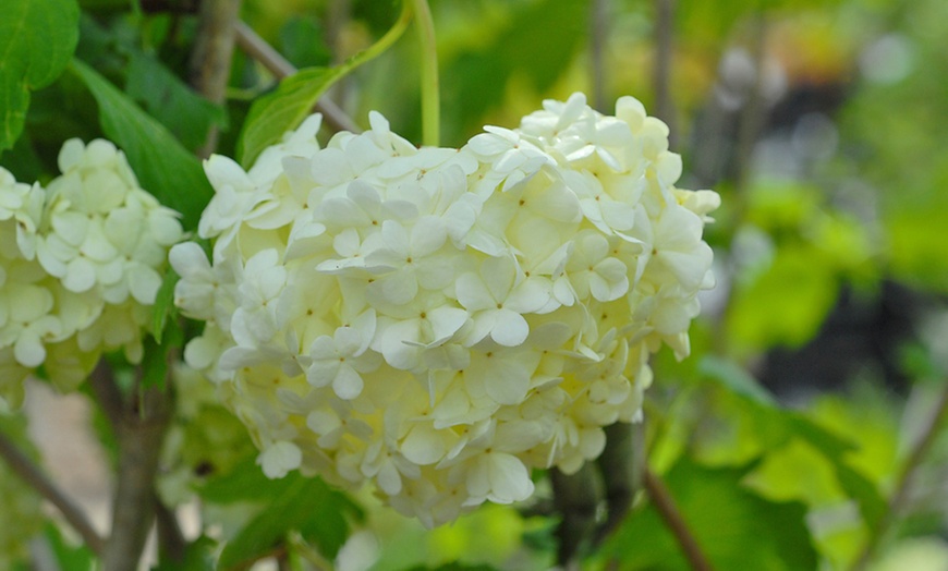 Image 2: Viburnum Opulus Roseum Shrub