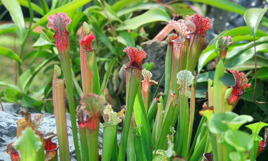 Image 3: Mixed Carnivorous Plants