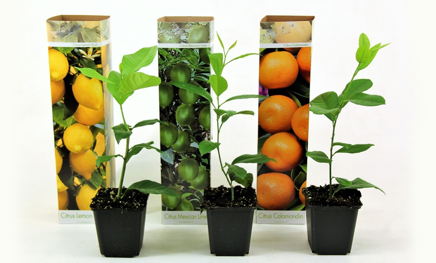 Image 7: Citrus Tree Mix Plants