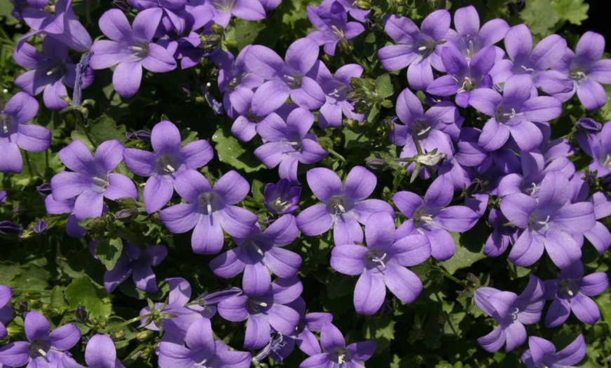 Image 2: One, Three or Five Campanula Mrs Resholt Plants