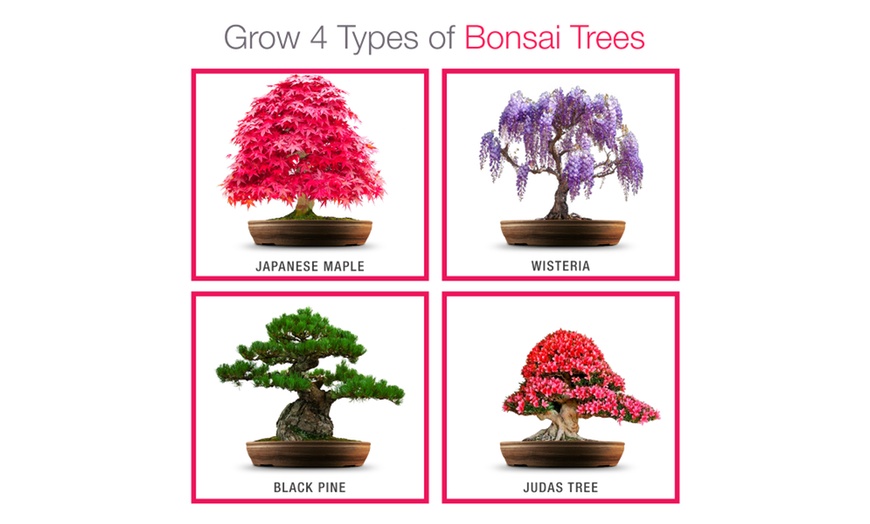 Image 3: Grow Your Own Bonsai Starter Kit