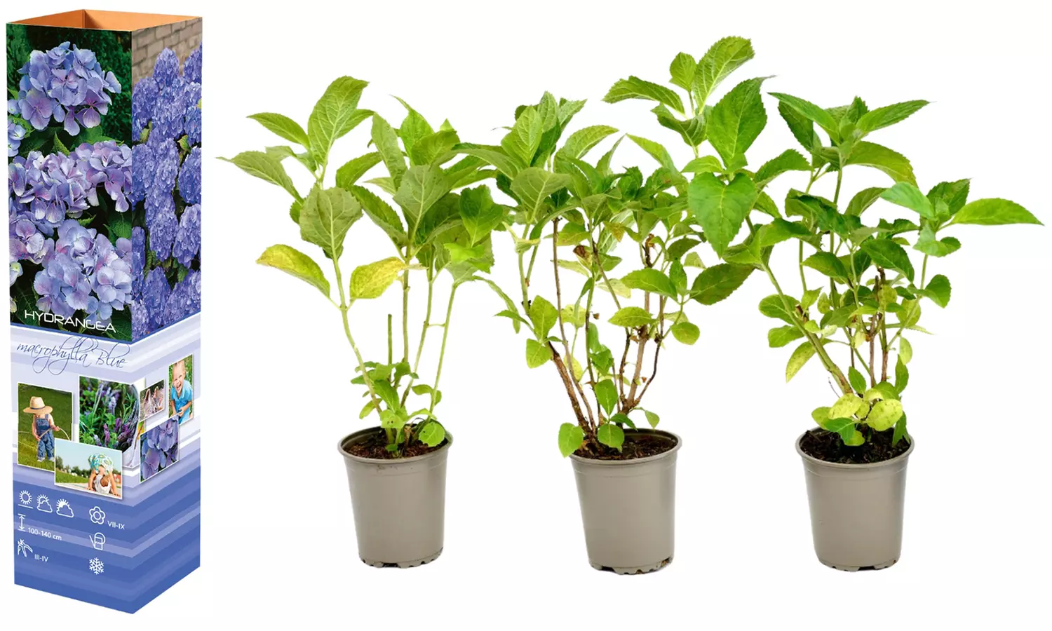 3er- oder 6er-Set Hortensien