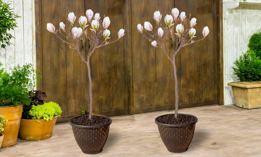 Image 5: One or Two Magnolia Standard Plants