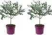 1 o 2 plantas eucalyptus gunni 'Azura' con maceta incluida - Second Medium