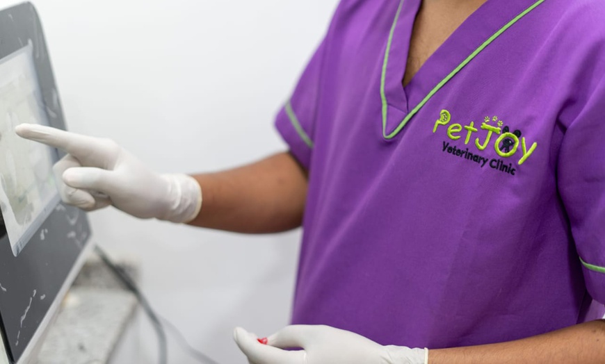 Image 3: Full Dental scaling for Pets at Pet Joy Veterinary Clinic