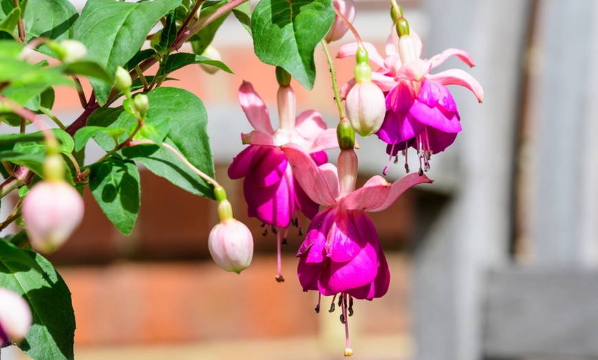 Image 2: Garden-Ready Upright Fuchsia