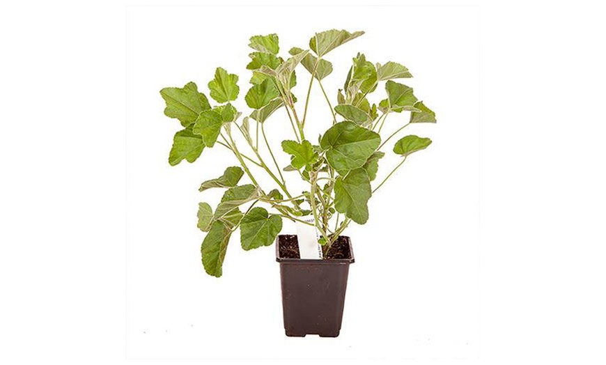 Image 6: Lavatera 'Barnsley Baby' with Optional Patio Pot and Compost