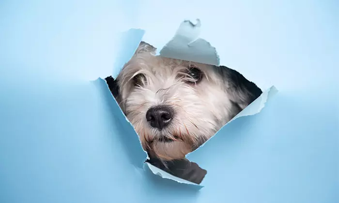 60 Min. studioline PHOTOGRAPHY Fotoshooting Erlebnis + Goldcard