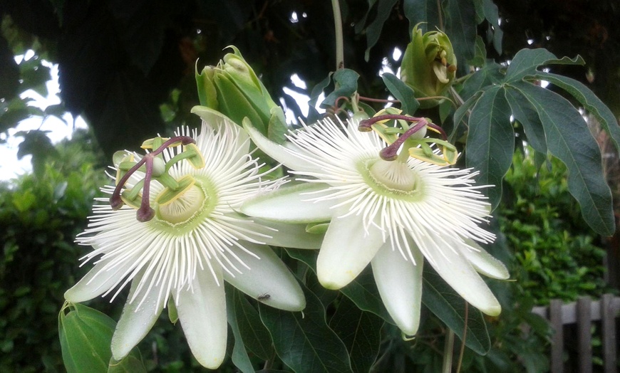 Image 3: 3 o 6 piante di Passiflora 