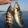 Image 3: Private Harbor Fishing Charters for Up to Four Adventure in Long Beach