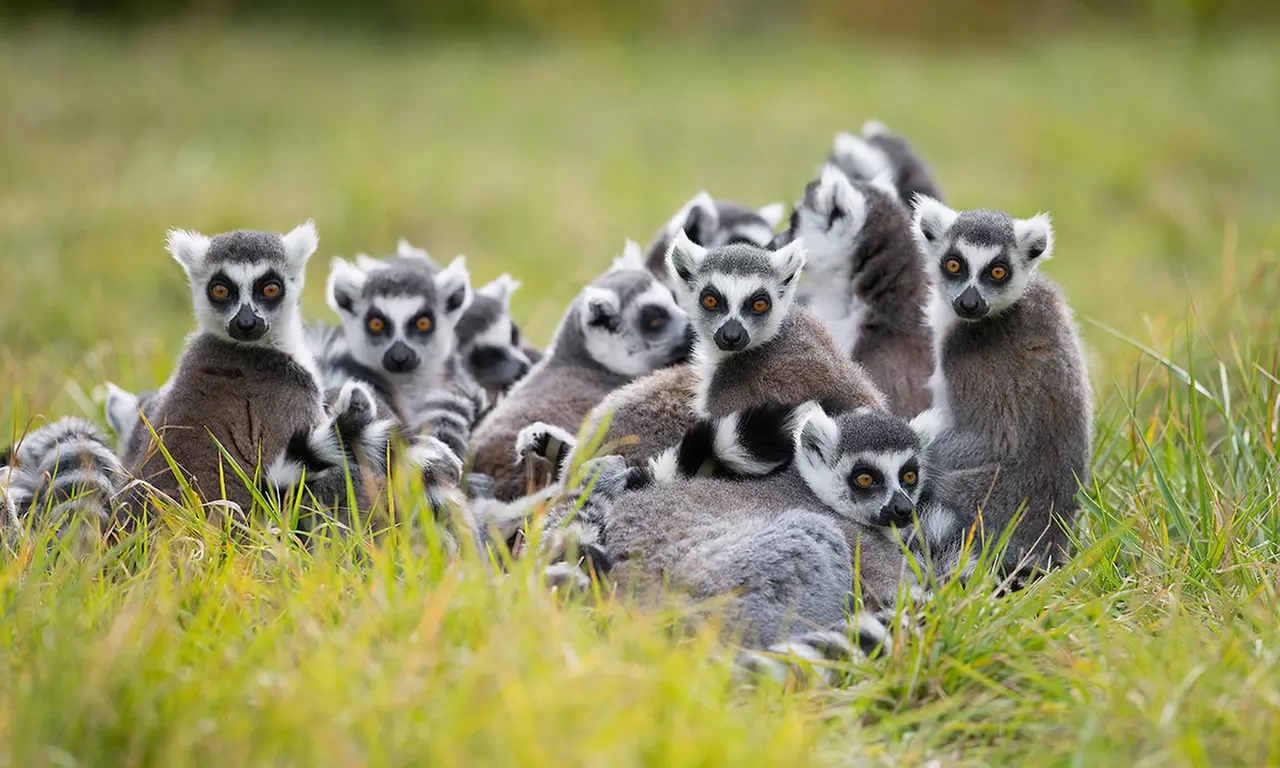 Safari animalier près de Paris avec accès Terre de Singes